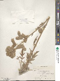 Phacelia egena image