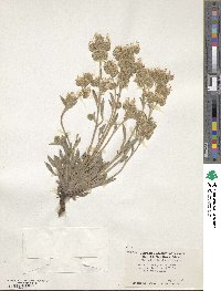 Phacelia hastata image