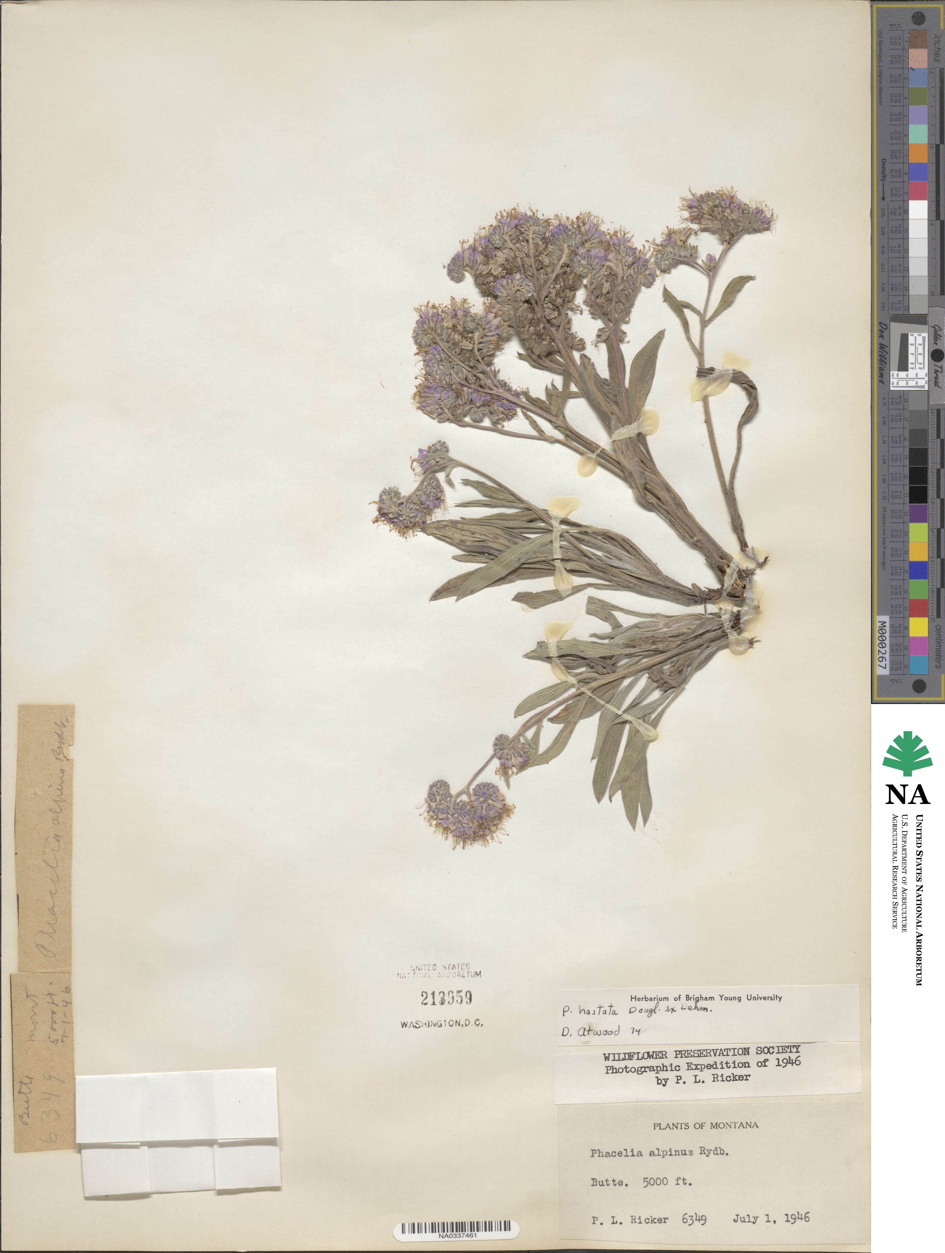 Phacelia hastata image