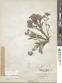 Phacelia hastata image