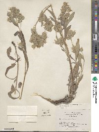 Phacelia hastata image