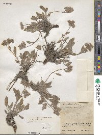 Phacelia hastata image