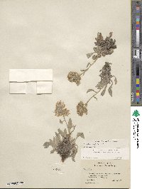 Phacelia hastata image