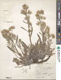 Phacelia hastata image