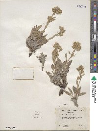 Phacelia hastata image