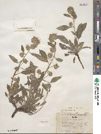 Phacelia hastata image