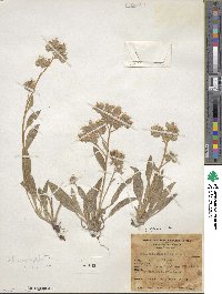 Phacelia hastata image