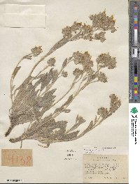 Phacelia hastata image