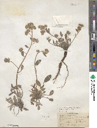 Phacelia hastata image