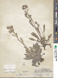 Phacelia hastata image