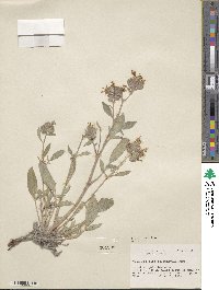 Phacelia hastata image