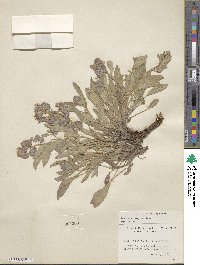 Phacelia hastata image