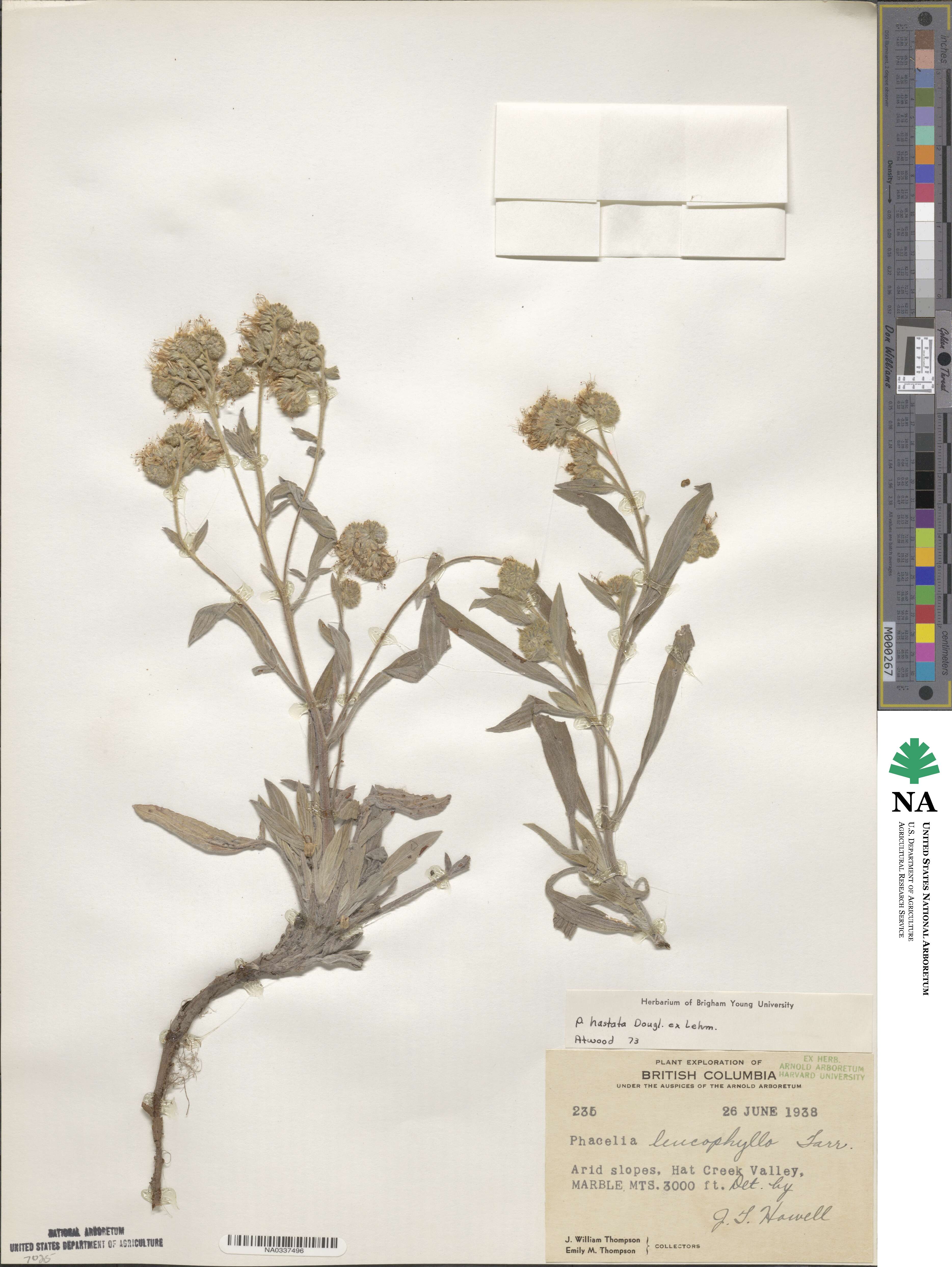 Phacelia hastata image