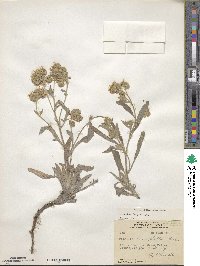 Phacelia hastata image