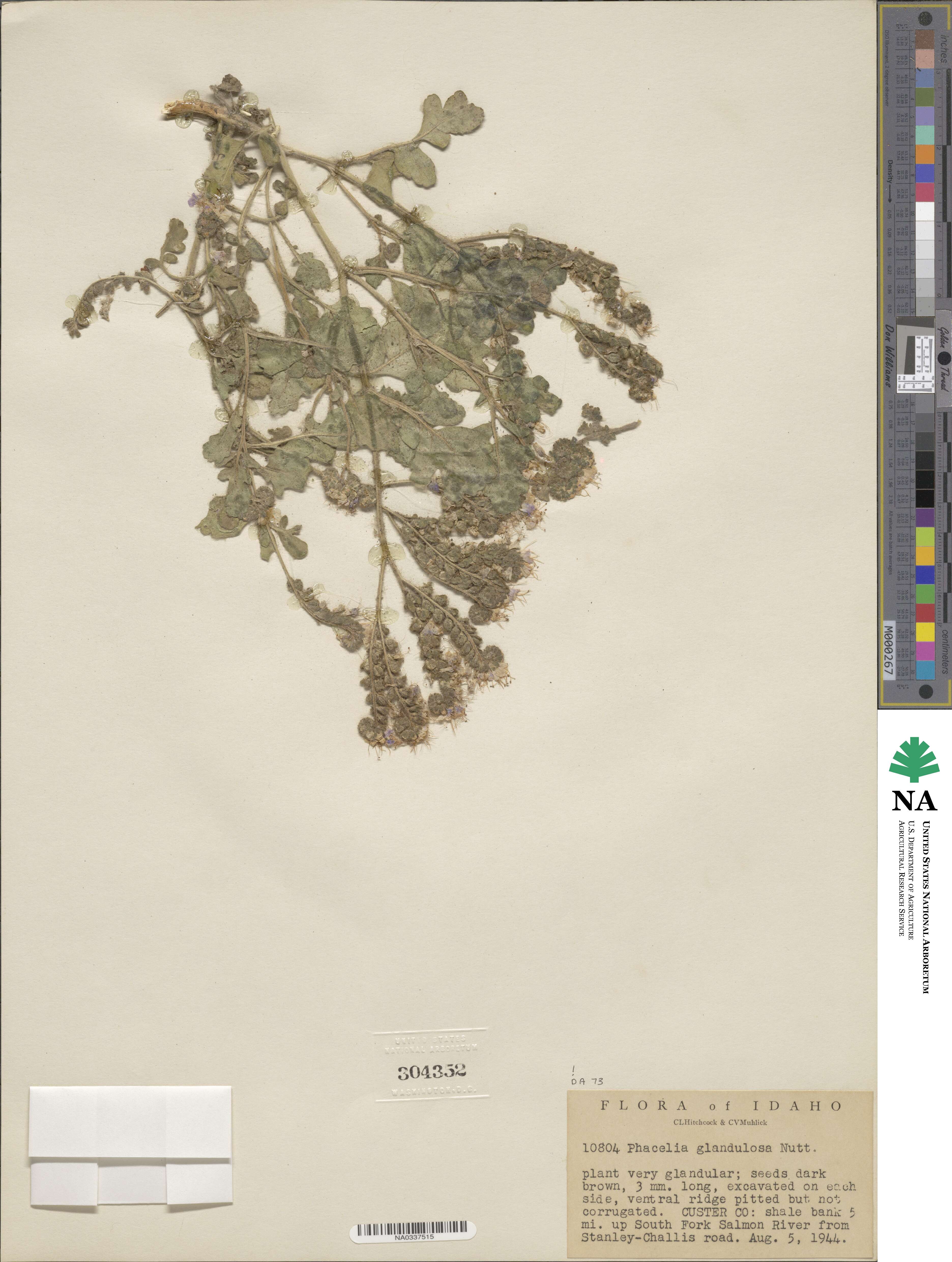 Phacelia glandulosa image
