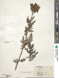 Phacelia glandulosa image