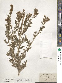 Phacelia glandulosa image