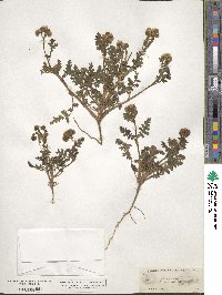 Phacelia glandulosa image