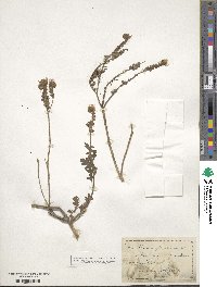 Phacelia glandulosa image