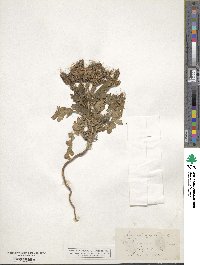 Phacelia glandulosa image