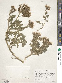 Phacelia glandulosa image