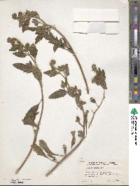 Image of Phacelia grisea