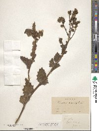 Phacelia grandiflora image