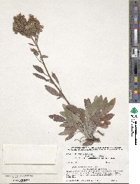 Phacelia hastata image