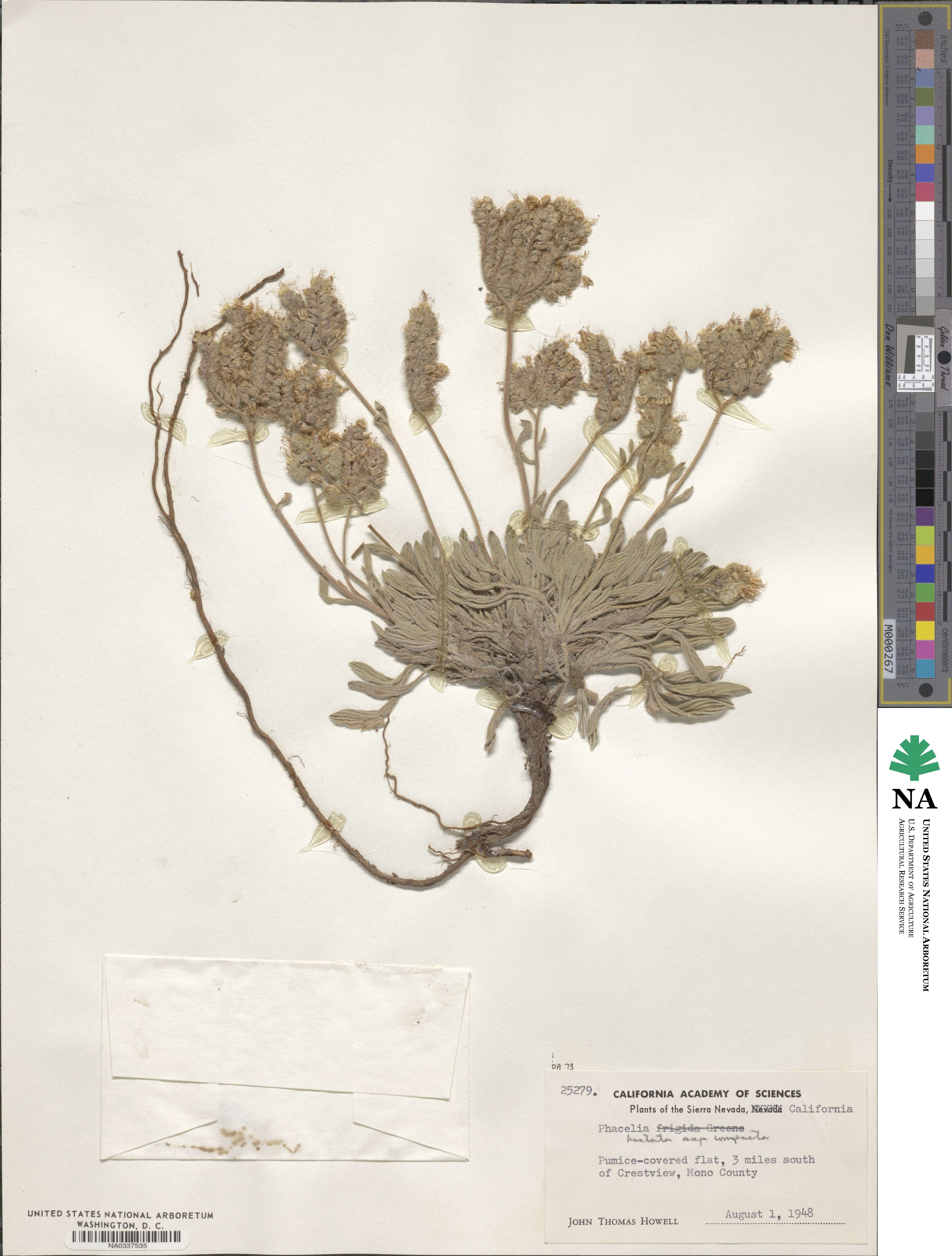 Phacelia hastata var. compacta image