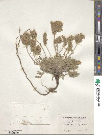 Phacelia hastata image