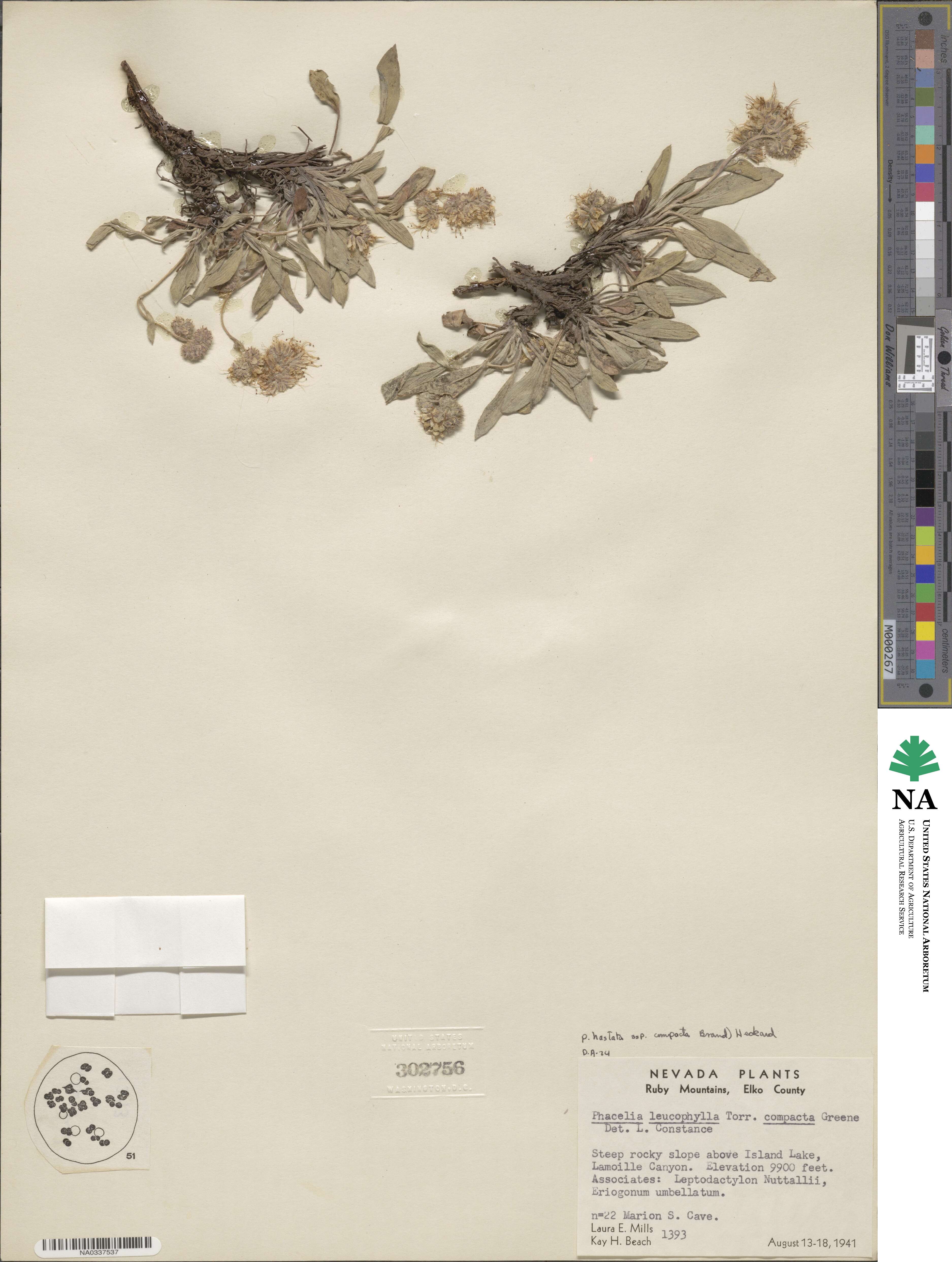 Phacelia hastata var. compacta image