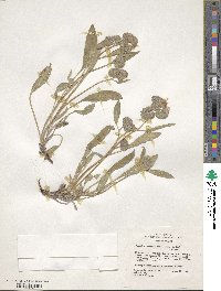 Phacelia hastata image