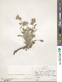 Phacelia hastata image