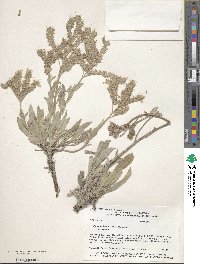 Phacelia hastata image