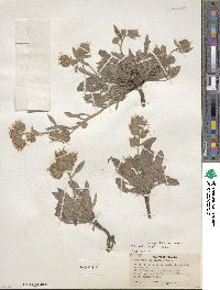 Phacelia hastata image