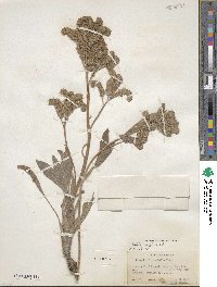 Phacelia hastata image