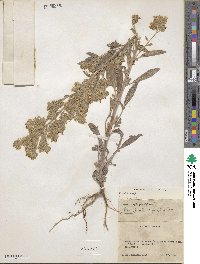 Phacelia hastata image