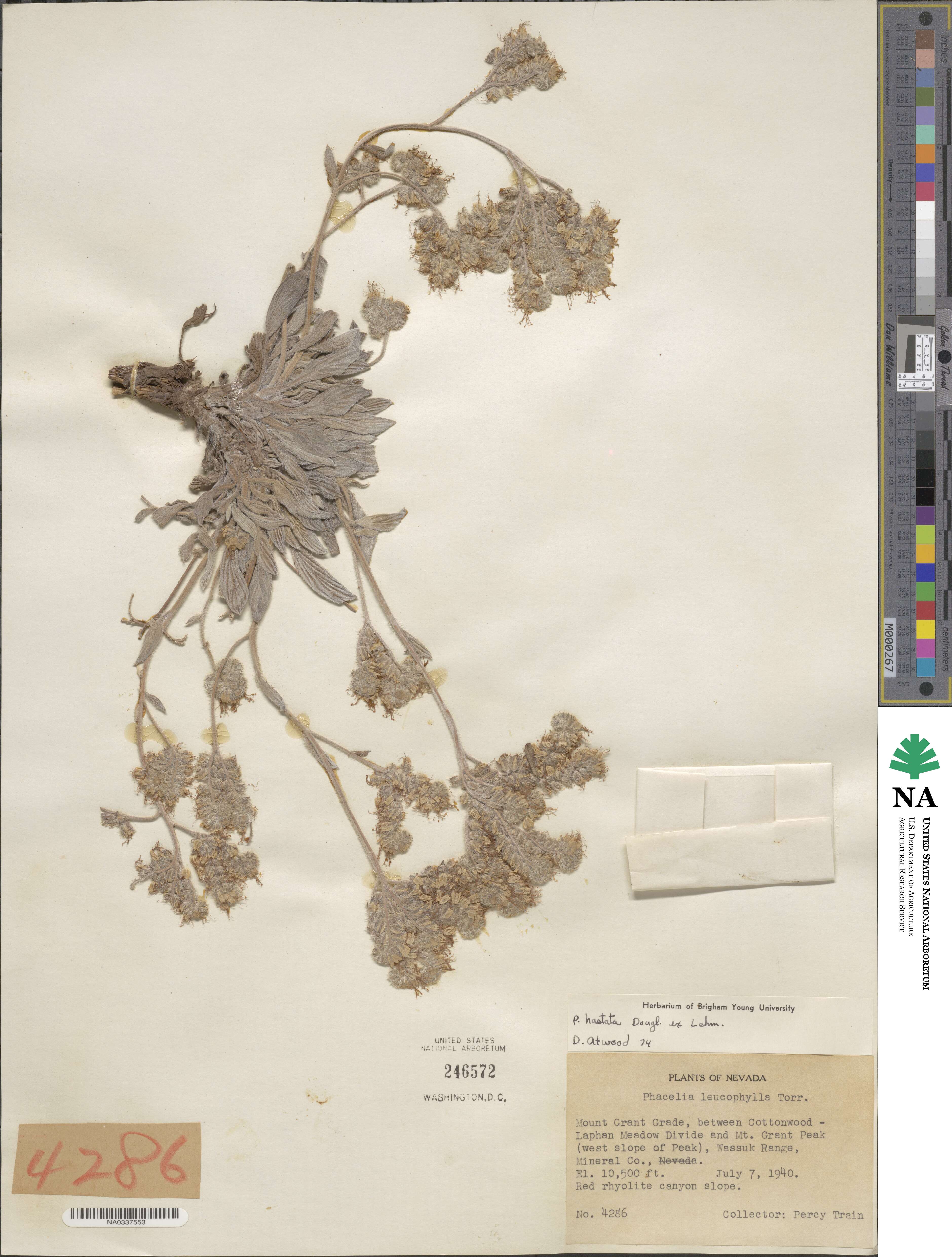 Phacelia hastata image