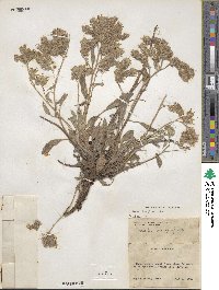 Phacelia hastata image