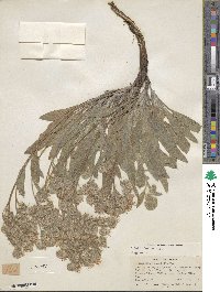 Phacelia hastata image