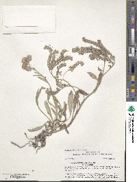 Phacelia hastata image