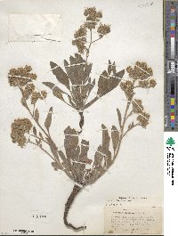 Phacelia hastata image