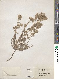 Phacelia hastata image