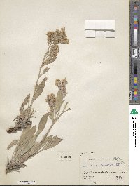 Phacelia hastata image