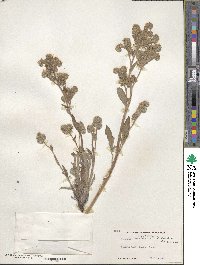 Phacelia hastata image