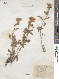 Phacelia heterophylla image