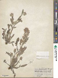 Phacelia heterophylla image