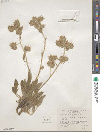 Phacelia heterophylla image