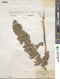 Phacelia heterophylla image