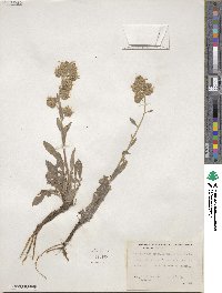 Phacelia heterophylla image